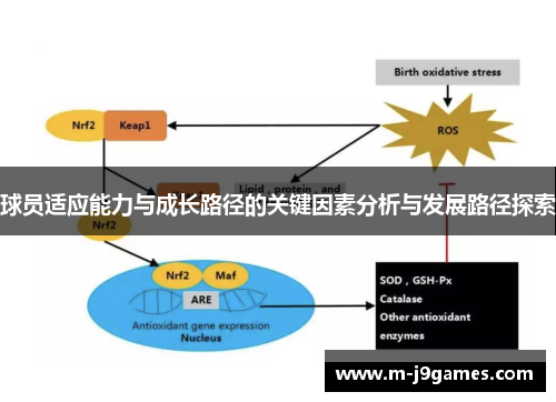 球员适应能力与成长路径的关键因素分析与发展路径探索